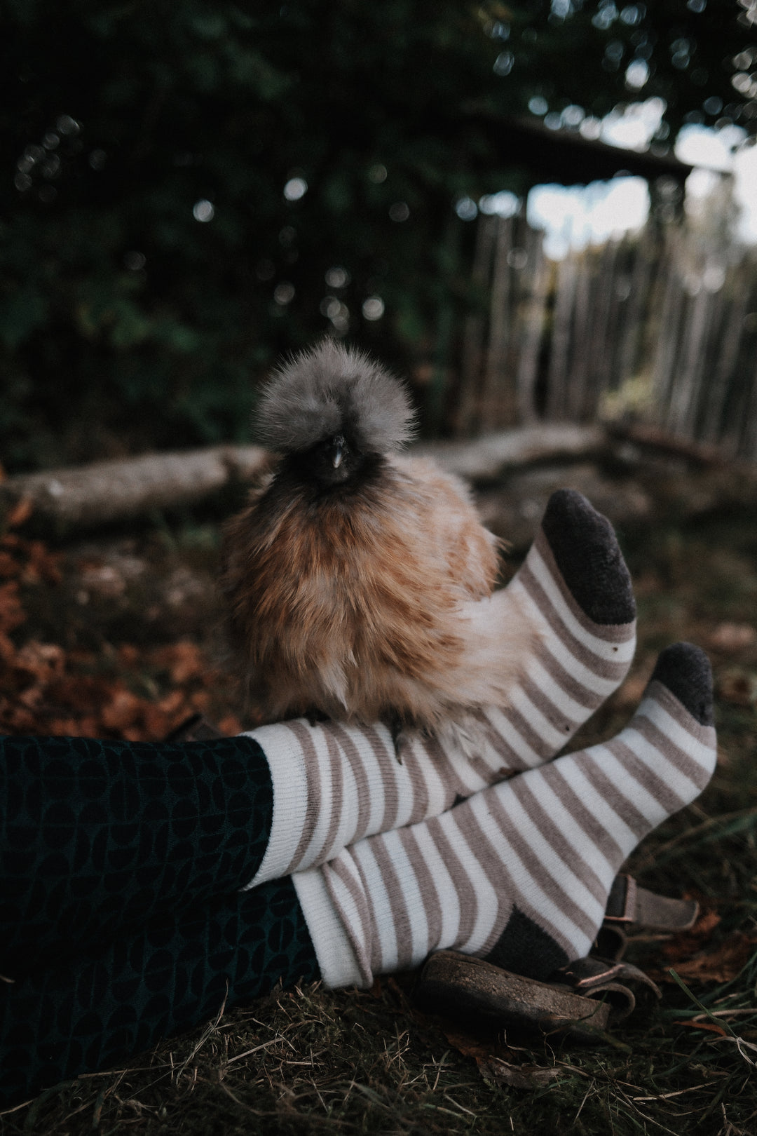 Superwarme Alpaka Socken gestreift beige/weiß ~ 2 Paar